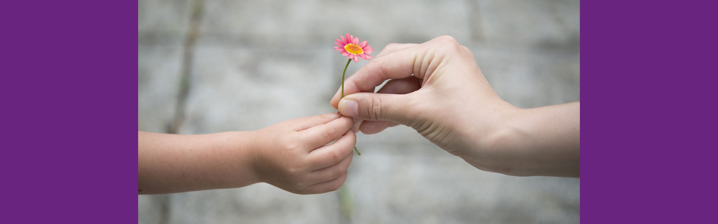 Kinderhände halten ein Gänseblümchen